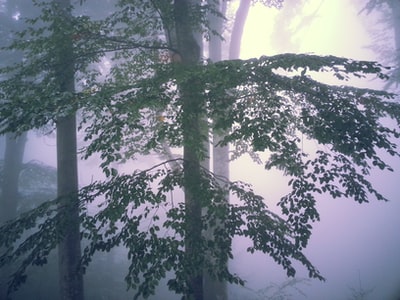 树木被雾包围着的感觉
